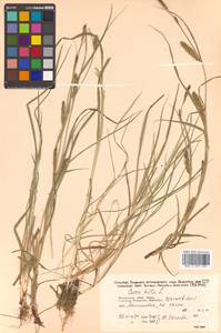 Carex hirta L., Siberia, Russian Far East (S6) (Russia)