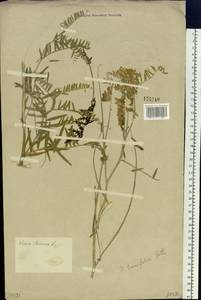 Vicia tenuifolia Roth, Siberia (no precise locality) (S0) (Russia)