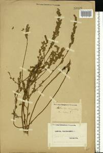 Artemisia campestris L., Eastern Europe, North Ukrainian region (E11) (Ukraine)