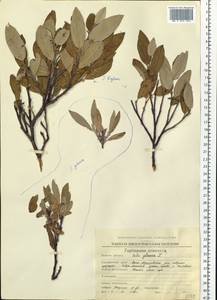 Salix glauca L., Siberia, Chukotka & Kamchatka (S7) (Russia)