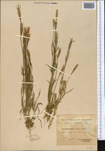 Gentianopsis barbata (Froel.) Ma, Middle Asia, Pamir & Pamiro-Alai (M2) (Tajikistan)