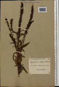 Lysimachia dubia Aiton, Caucasus, Azerbaijan (K6) (Azerbaijan)