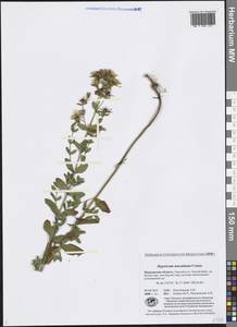 Hypericum maculatum Crantz, Eastern Europe, Northern region (E1) (Russia)