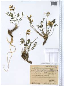 Oxytropis leucantha subsp. subarctica Jurtzev, Siberia, Yakutia (S5) (Russia)