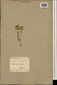 Teucrium polium L., Caucasus, Armenia (K5) (Armenia)