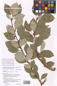 Populus ×moscoviensis Schröd., Eastern Europe, Central region (E4) (Russia)