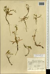 Sonchella dentata (Ledeb.) Sennikov, Mongolia (MONG) (Mongolia)