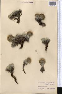 Saussurea gnaphalodes (Royle) Sch. Bip., Middle Asia, Pamir & Pamiro-Alai (M2) (Tajikistan)