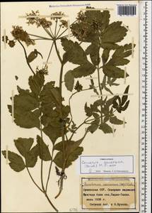 Dichoropetalum caucasicum (M. Bieb.) Soldano, Galasso & Banfi, Caucasus, Armenia (K5) (Armenia)