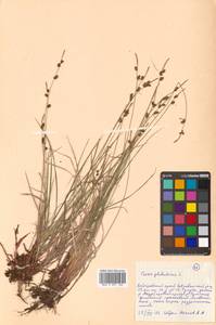 Carex globularis L., Siberia, Russian Far East (S6) (Russia)
