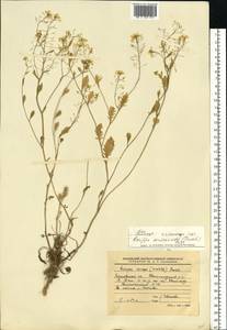 Rorippa × armoracioides (Tausch) Fuss, Eastern Europe, Moscow region (E4a) (Russia)