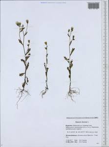 Senecio viscosus L., Siberia, Baikal & Transbaikal region (S4) (Russia)