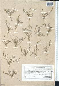 Astragalus campylorhynchus Fischer & C. A. Meyer, Middle Asia, Northern & Central Tian Shan (M4) (Kazakhstan)