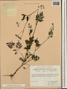 Torilis japonica (Houtt.) DC., Crimea (KRYM) (Russia)
