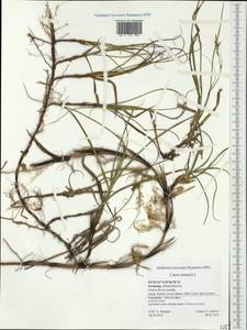 Carex arenaria L., Western Europe (EUR) (Germany)