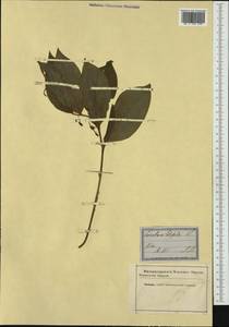 Polygonatum latifolium (Jacq.) Desf., Western Europe (EUR) (Not classified)