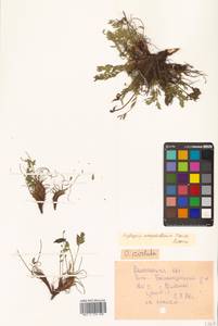 Oxytropis maydelliana Trautv., Siberia, Chukotka & Kamchatka (S7) (Russia)