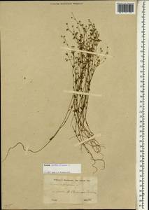 Linum catharticum L., South Asia, South Asia (Asia outside ex-Soviet states and Mongolia) (ASIA) (Iran)