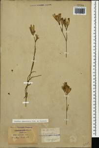 Dianthus pallens M. Bieb., Caucasus, Krasnodar Krai & Adygea (K1a) (Russia)