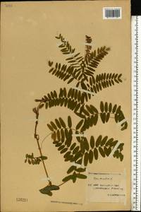 Vicia cassubica L., Eastern Europe, Western region (E3) (Russia)