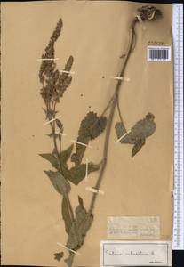 Salvia nemorosa L., Middle Asia, Dzungarian Alatau & Tarbagatai (M5) (Kazakhstan)