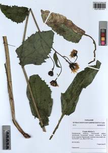 Crepis sibirica L., Siberia, Altai & Sayany Mountains (S2) (Russia)