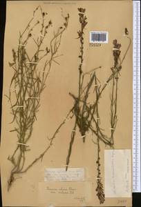 Linaria transiliensis Kuprian., Middle Asia, Dzungarian Alatau & Tarbagatai (M5) (Kazakhstan)