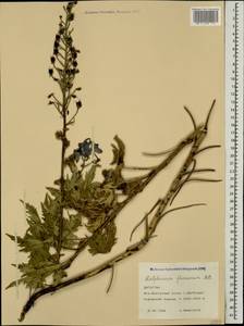 Delphinium flexuosum M. Bieb., Caucasus, Dagestan (K2) (Russia)