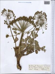 Angelica brevicaulis (Rupr.) B. Fedtsch., Middle Asia, Northern & Central Tian Shan (M4) (Kyrgyzstan)