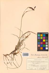 Carex flavocuspis Franch. & Sav., Siberia, Russian Far East (S6) (Russia)