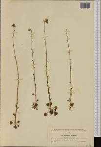 Saxifraga bulbifera L., Western Europe (EUR) (Czech Republic)