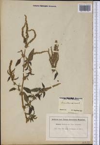Amaranthus spinosus L., America (AMER) (United States)