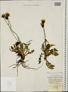 Crepis caucasica C. A. Mey., Caucasus, Krasnodar Krai & Adygea (K1a) (Russia)