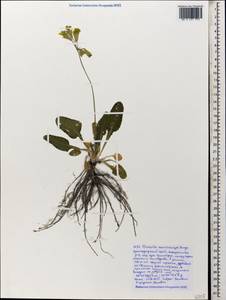 Primula veris subsp. macrocalyx (Bunge) Lüdi, Caucasus, Black Sea Shore (from Novorossiysk to Adler) (K3) (Russia)