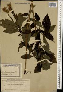 Klasea quinquefolia (Willd.) Greuter & Wagenitz, Caucasus, Georgia (K4) (Georgia)