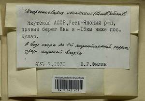 Hamatocaulis vernicosus (Mitt.) Hedenäs, Bryophytes, Bryophytes - Yakutia (B19) (Russia)