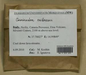 Coscinodon cribrosus (Hedw.) Spruce, Bryophytes, Bryophytes - Western Europe (BEu) (Italy)