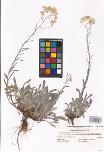 Helichrysum nogaicum Tzvelev, Eastern Europe, Lower Volga region (E9) (Russia)