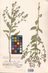 MHA 0 155 696, Nepeta ucranica subsp. parviflora (M.Bieb.) M.Masclans de Bolos, Eastern Europe, Lower Volga region (E9) (Russia)