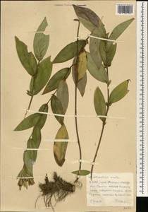 Atractylodes lancea (Thunb.) DC., South Asia, South Asia (Asia outside ex-Soviet states and Mongolia) (ASIA) (North Korea)
