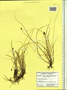 Carex lachenalii subsp. lachenalii, Siberia, Central Siberia (S3) (Russia)