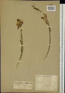 Cytisus scoparius (L.) Link, Eastern Europe, South Ukrainian region (E12) (Ukraine)