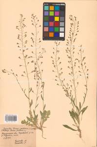 Capsella bursa-pastoris (L.) Medik., Eastern Europe, Central region (E4) (Russia)