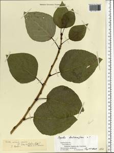 Populus balsamifera, Eastern Europe, Central forest-and-steppe region (E6) (Russia)
