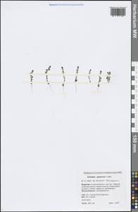 Gentiana squarrosa Ledeb., Siberia, Baikal & Transbaikal region (S4) (Russia)