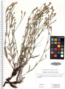 Dianthus chinensis L., Eastern Europe, Eastern region (E10) (Russia)