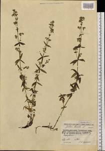 Galium boreale L., Siberia, Chukotka & Kamchatka (S7) (Russia)