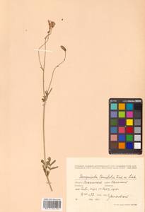 Poterium tenuifolium (Fisch. ex Link) Franch. & Sav., Siberia, Russian Far East (S6) (Russia)