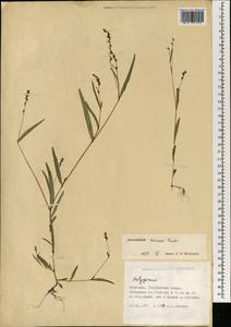 Persicaria minor (Huds.) Opiz, Mongolia (MONG) (Mongolia)