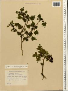 Crataegus microphylla C. Koch, Caucasus, Krasnodar Krai & Adygea (K1a) (Russia)